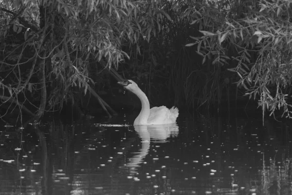 Ein Schwan Schwimmt Langsam Auf Dem Teich — Stockfoto