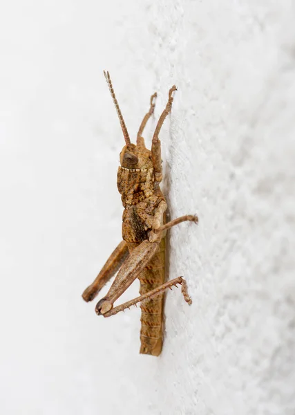 Vertical Shot Egyptian Grasshopper Wall Surface — Stock Photo, Image