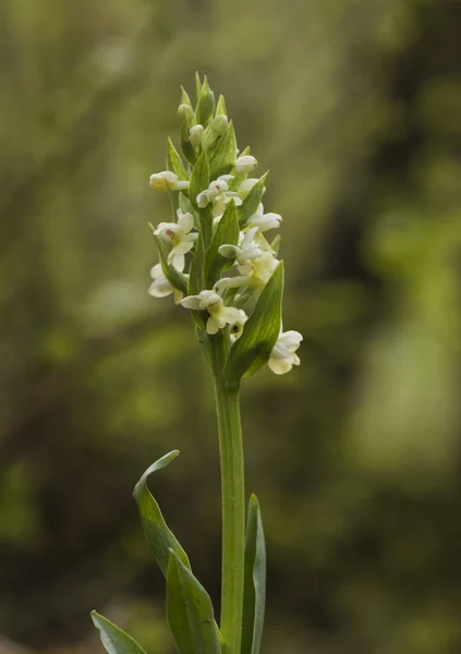 Vertikal Bild Dactylorhiza Insularis Terrestrial Växt Suddig Bakgrund — Stockfoto