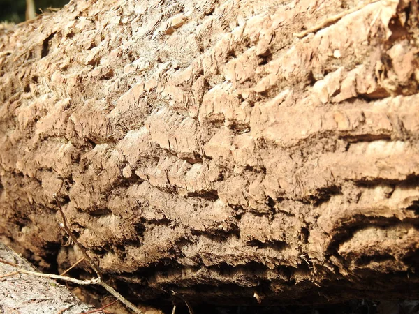 나무껍질을 — 스톡 사진