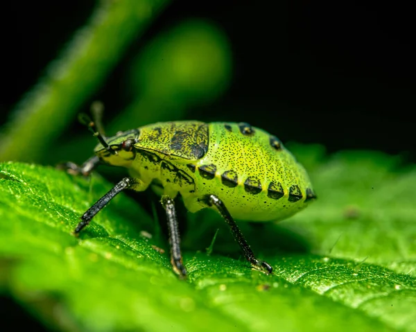 Makroaufnahme Eines Grünen Insekts Auf Einem Grünen Blatt Auf Verschwommenem — Stockfoto