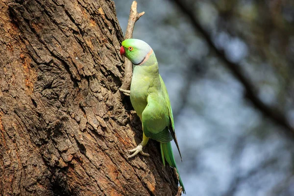 拉贾斯坦邦Bharatpur Keoladeo国家公园田野里的一棵树上的一只杏仁鹦鹉的特写镜头 — 图库照片