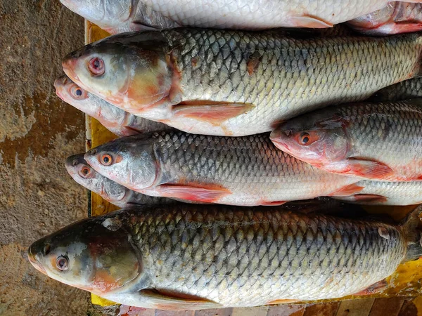 Close Peixes Rohu Frescos Capturados Recipiente Sob Luzes — Fotografia de Stock