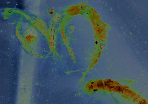 Makro Parasit Organism Eller Buggar Ett Mikroskop Blå Bakgrund — Stockfoto