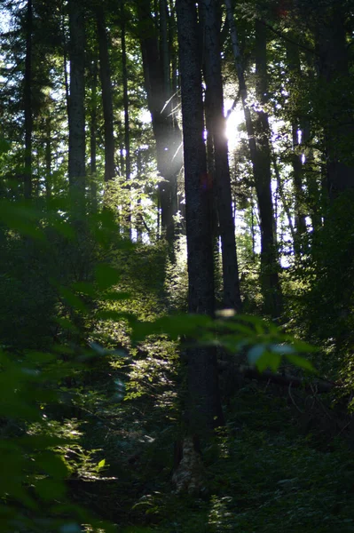 Uma Bela Vista Sol Brilhando Através Árvores Uma Floresta Verde — Fotografia de Stock