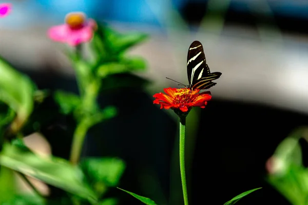 Primer Plano Una Mariposa Con Rayas — Foto de Stock