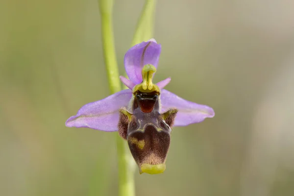 Gros Plan Une Orchidée Woodcock Sur Fond Flou — Photo