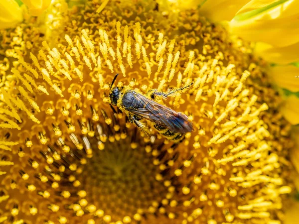 Closeup Shot Bee Pollinating Yellow Flower — Stock Photo, Image