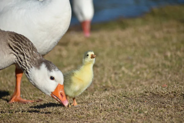 Lindo Gosling Recién Nacido Protegido Por Sus Padres Ganso Cerca — Foto de Stock