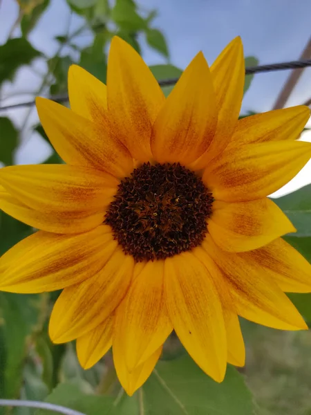 花园里一缕向日葵的垂直拍 — 图库照片