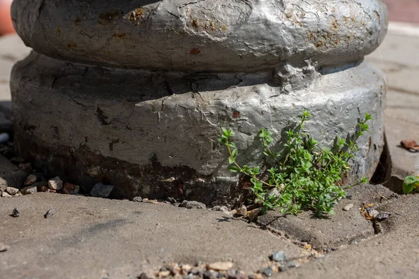 Gros Plan Mauvaises Herbes Poussant Entre Les Fissures Des Trottoirs — Photo