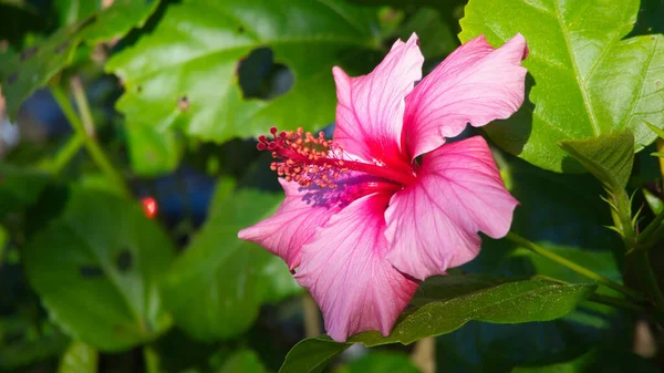 Une Belle Fleur Hibiscus Fleurissant Dans Jardin — Photo