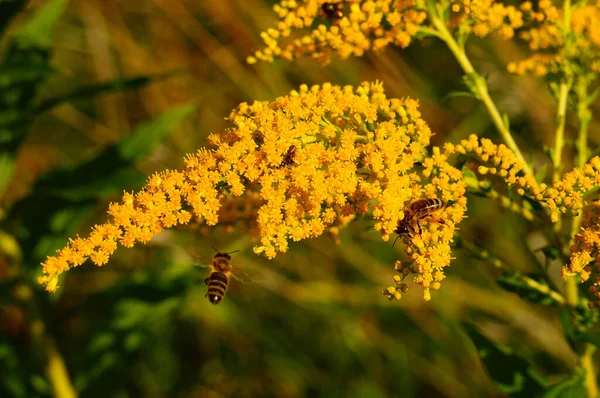 Canada Goldenrod Uma Planta Invasiva Europa Setembro Depois Feno Muitas — Fotografia de Stock