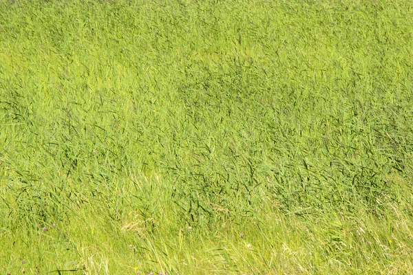 Une Vue Aérienne Champ Avec Herbe Verte Fraîche Parfait Pour — Photo