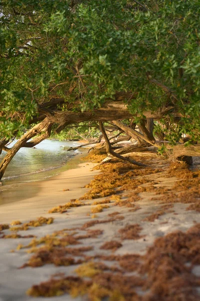 Vertical Shot Trees Sandy Shore Sea — Stock Photo, Image