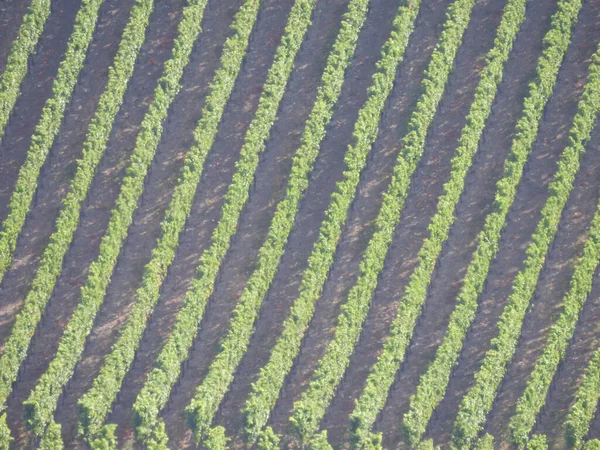 Uma Vista Aérea Das Linhas Verdes Das Plantações — Fotografia de Stock