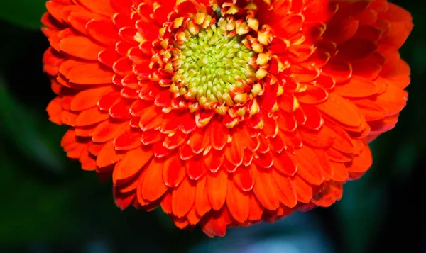 Bloeiende Chrysant Bloem Een Wazige Tuin Achtergrond — Stockfoto