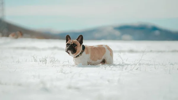 可爱的棕色法国斗牛犬在雪地里散步 — 图库照片
