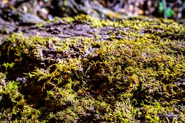 Närbild Mossiga Trädstammar Myrtenskogen Bariloche Argentina — Stockfoto