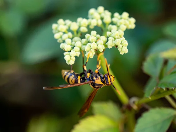 一张大纸黄蜂的特写照片 它正在给一丛丛致命的葡萄藤花授粉 — 图库照片