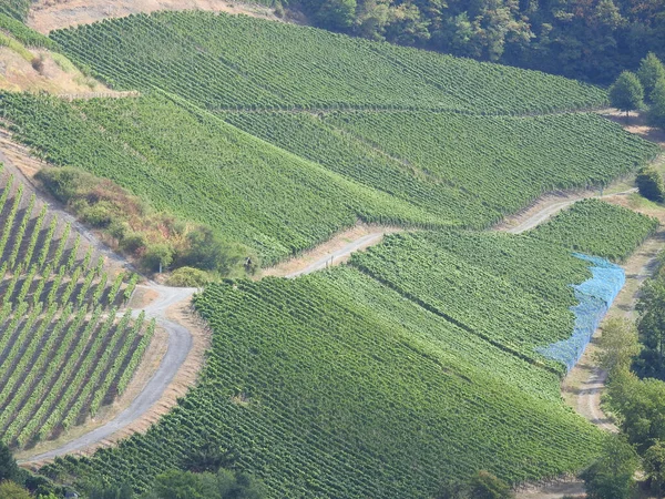 Letecký Pohled Zelené Řady Plantáží — Stock fotografie