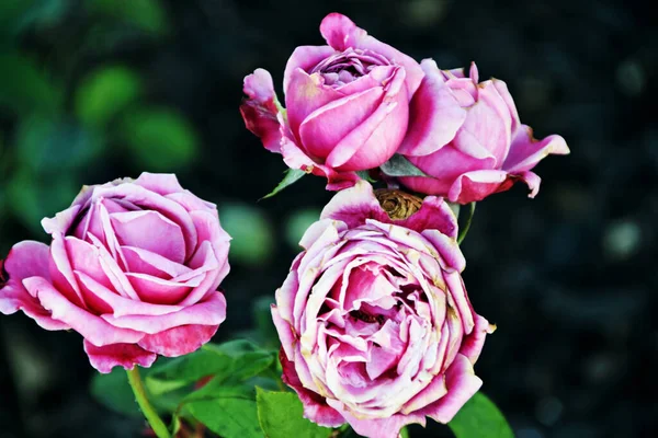 Primo Piano Rose Rosa Fiore — Foto Stock