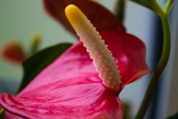 A blooming pink Flamingo flower in the house garden