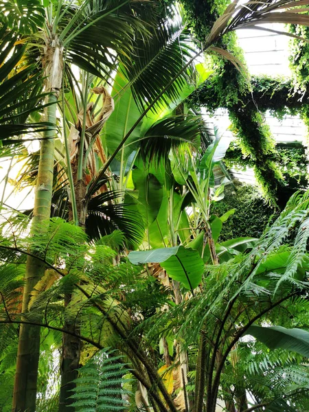 Eine Vertikale Aufnahme Einer Schönen Aussicht Auf Verschiedene Pflanzen Botanischen — Stockfoto