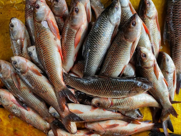 Primer Plano Pescado Fresco Rohu Capturado Contenedor Bajo Las Luces —  Fotos de Stock