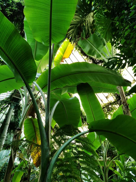 Eine Vertikale Aufnahme Einer Schönen Aussicht Auf Verschiedene Pflanzen Botanischen — Stockfoto