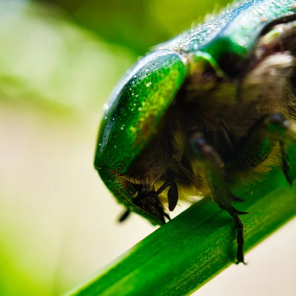 Gros Plan Insecte Sur Plante — Photo