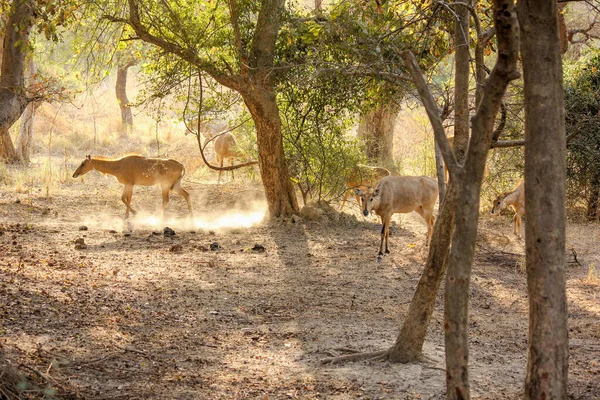 Herd Deer Keoladeo National Park Bharatpur Rajasthan India — Stock Photo, Image