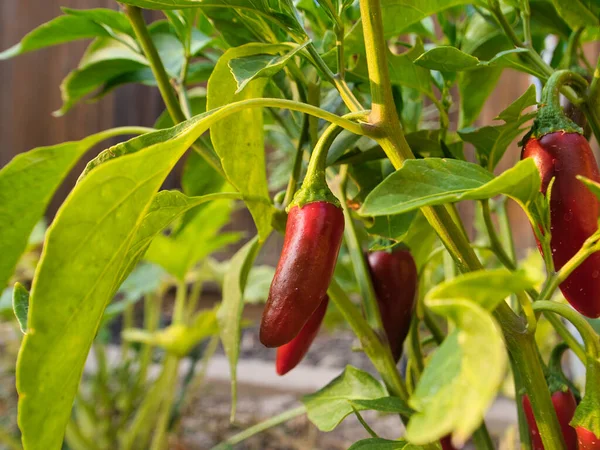 Zbliżenie Ujęcie Czerwonej Papryki Chili Dorastającej Roślinie — Zdjęcie stockowe