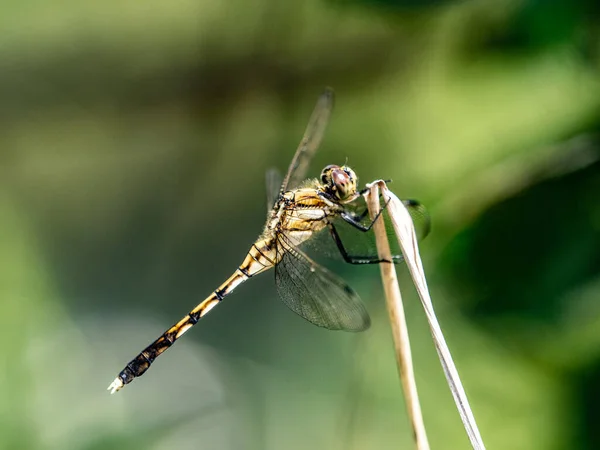Eine Nahaufnahme Einer Jungen Weibchen Skimmer Libelle Auf Verschwommenem Hintergrund — Stockfoto