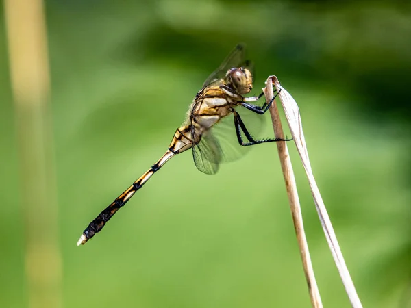 Eine Nahaufnahme Einer Jungen Weibchen Skimmer Libelle Auf Verschwommenem Hintergrund — Stockfoto