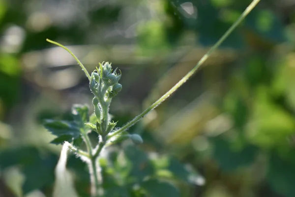 庭の緑の植物の芽の閉鎖 — ストック写真
