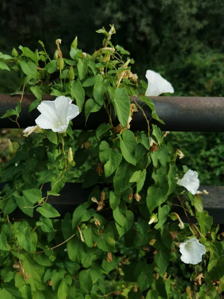 Ένα Κάθετο Κοντινό Πλάνο Του Θάμνου Calystegia Sepium Guadalix Sierra — Φωτογραφία Αρχείου