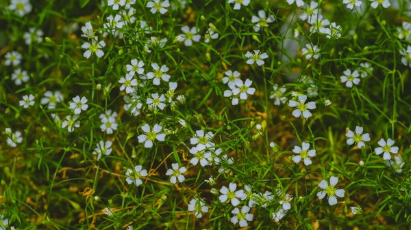 Egy Közelkép Cigány Virágzó Virágokról Amik Tavasszal Virágoznak Mezőn — Stock Fotó