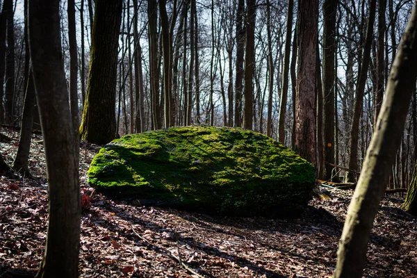 Duży Kamień Mchem Ziemi Liśćmi Wśród Wysokich Drzew Lesie — Zdjęcie stockowe