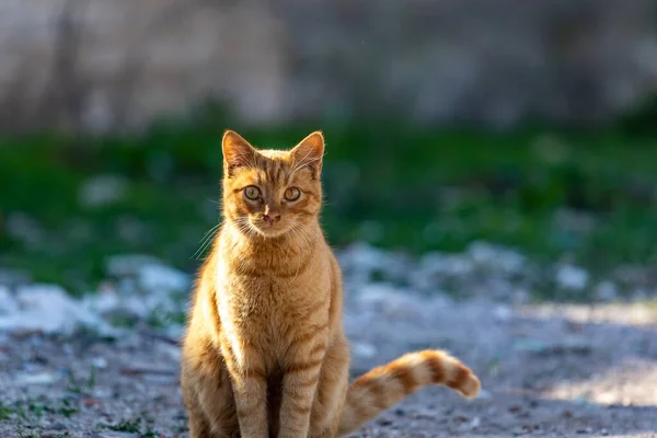 Egy Közeli Kép Egy Cuki Vörös Macskáról Amint Nap Alatt — Stock Fotó
