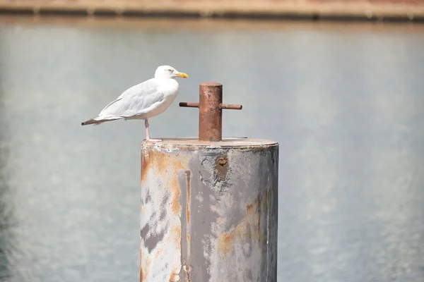 Uma Gaivota Num Poste Betão Enferrujado Porto Jade Weser Protecção — Fotografia de Stock