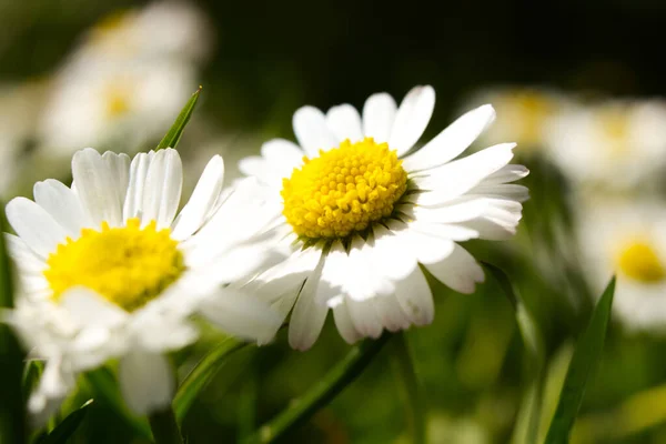 Den Fina Kamomill Blommor Ett Fält Solig Dag — Stockfoto