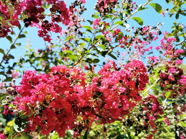 Madrid Spanya Daki Botanik Bahçesindeki Pembe Çiçeklerin Güzel Bir Manzarası — Stok fotoğraf