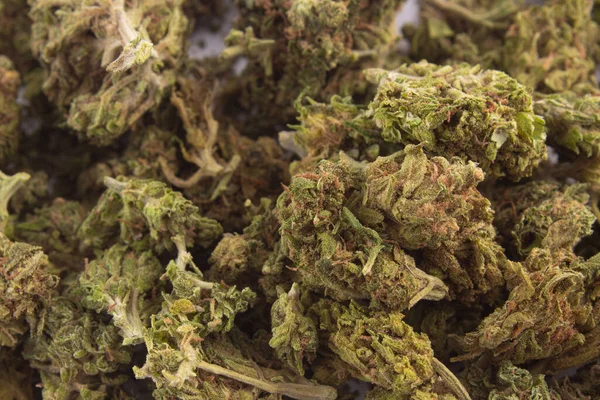 Närbild Torkade Cannabisblad — Stockfoto