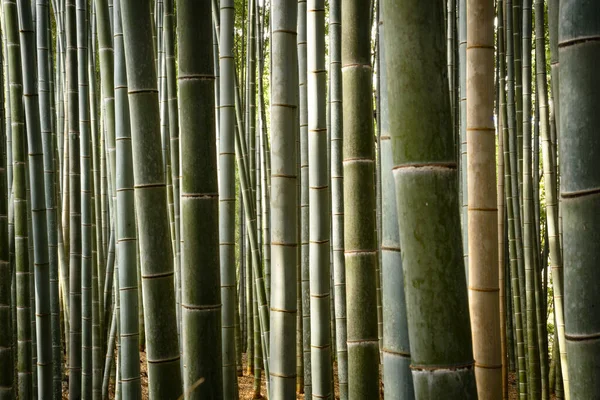 Közelkép Bambuszról Arashiyama Bambuszerdejében — Stock Fotó