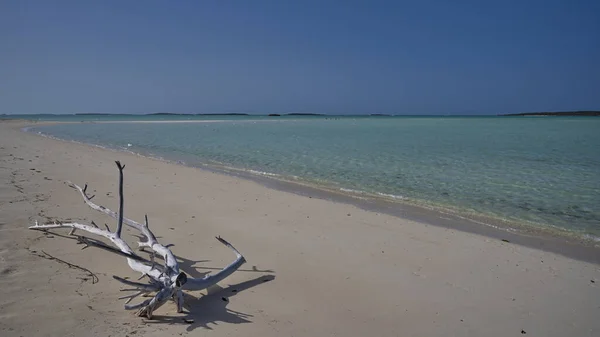 Ein Stück Treibholz Cocoplum Beach Steventon Exuma Bahamas — Stockfoto