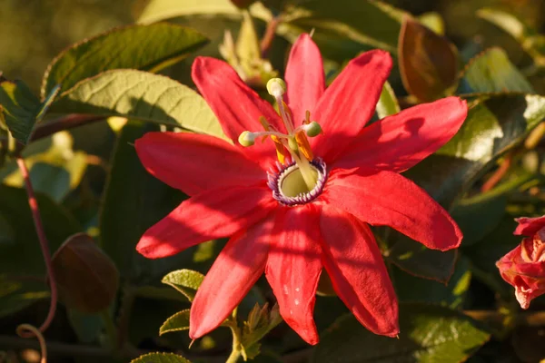 Nahaufnahme Einer Großen Roten Tropischen Passiflora Manicata Passionsblume Während Des — Stockfoto