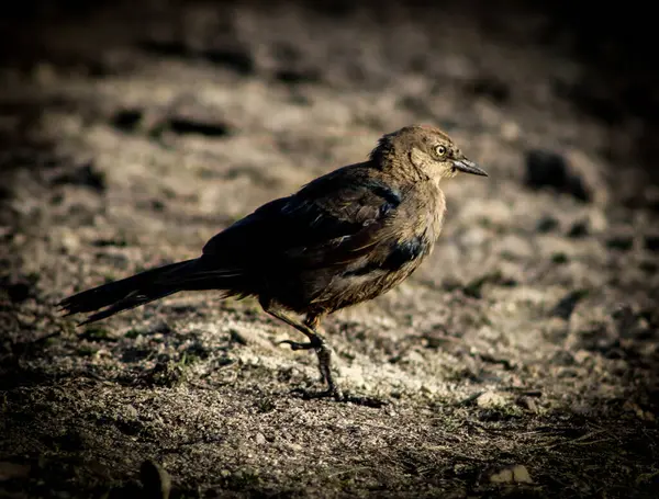 Närbild Fågel Naturen — Stockfoto