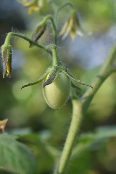 トマトの苗の垂直ショット — ストック写真