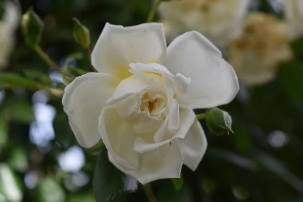 Eine Nahaufnahme Einer Weißen Rosenblüte Auf Verschwommenem Hintergrund — Stockfoto